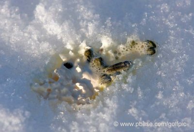 Snowy Owl poop, bubbles and all