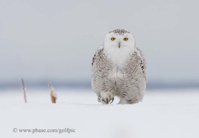 Snowy Owl walk