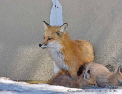 Foxy lady and young ones