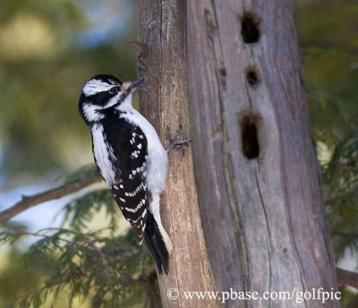 Hairy Woodpecker at tree