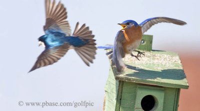 Bluebird defending nest site