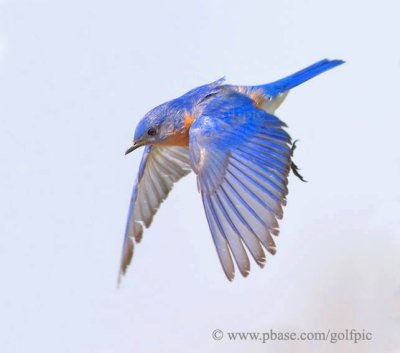 Bluebird flight