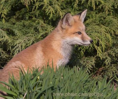 A young fox contemplates next move