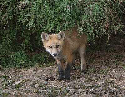 A young fox comes out to investigate
