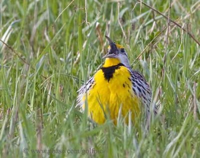 meadowlark20089xpotn.jpg