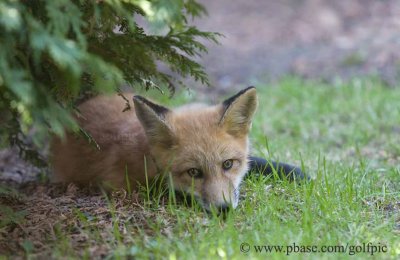 Young fox at rest