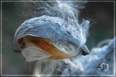 Milkweed pod