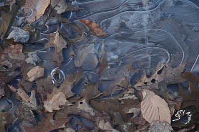 Ice and leaves