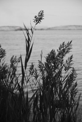 Grasses by the sea