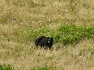 Black Bear in Bison Range. TW.jpg