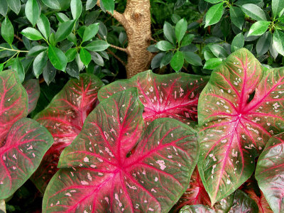 Indoor Garden Spokane, Wa. (TW).jpg