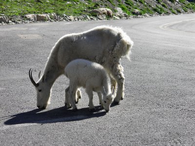 Mama & Baby Mtn Goats  PW.JPG