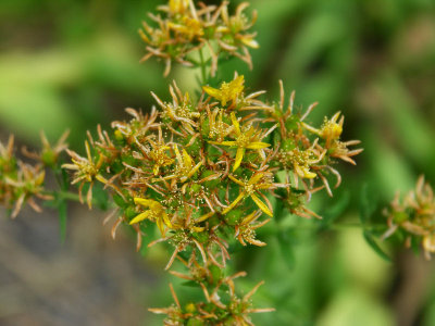 Wild Flower  PW.JPG