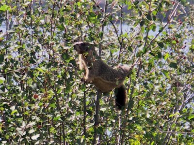 Marmot in Id.  PW.JPG