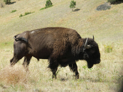 Buffalo in National Bison Range, Mt.  PW.JPG