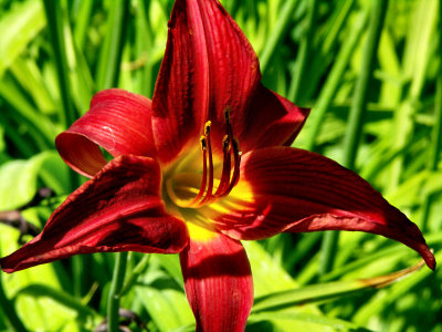 Day Lily near Snake River TW.JPG