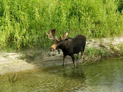 Bull Moose TW.JPG