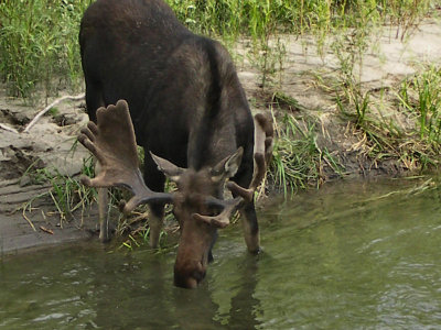 Bull Moose drinking out of creek TW.JPG