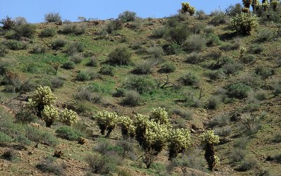 Arizona Desert Phyllis.JPG