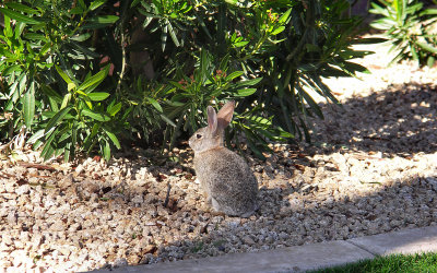At a golf resort in Surprise, Az. Phyllis.JPG