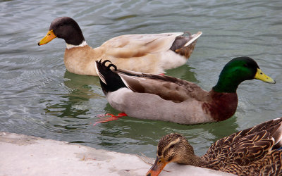 Ducks at Terrible's RV Park, Pahrump, NV. Phyllis.JPG