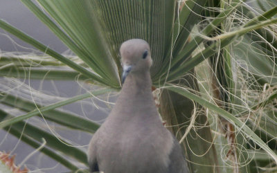 Dove looking into motorhome. Yuma, Az. Tom.jpg