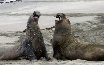 Elephant Seals   Phyllis.JPG