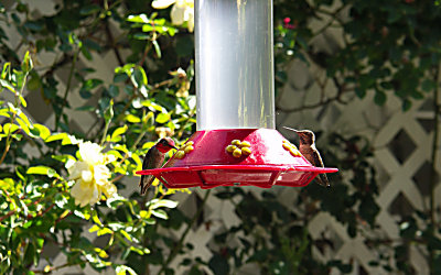 Hummingbirds   Phyllis.JPG