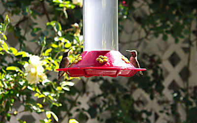 Hummingbirds2   Phyllis.JPG
