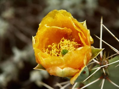 Sedona Cactus Rose 2 tw.jpg