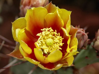 Sedona Cactus Rose tw.jpg