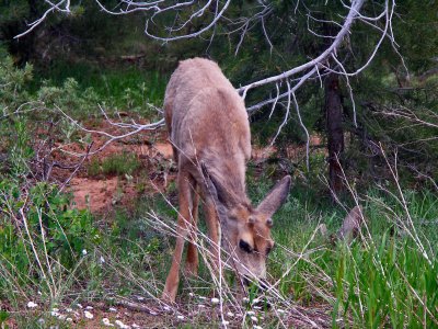 Young Buck at Mesa Verde National Park tw.jpg