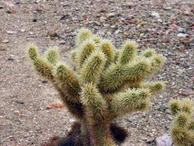 A Teddy Bear Cholla  pw.jpg