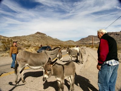 Oatman Donkeys2  pw.jpg