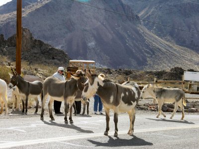 Oatman Donkeys3  pw.jpg