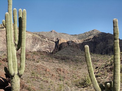 Cactus in front of Bull Mountain in Organ Pipe Cactus National Monument.jpg