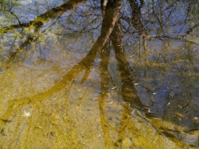 Reflection and Desert Pupfish in Organ Pipe Cactus National Monument.jpg