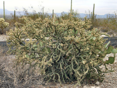 A Diamond Cholla  pw.jpg