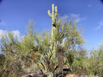 A Saguaro in a Palo Verde Tree with Fungus like misltoe  pw.jpg