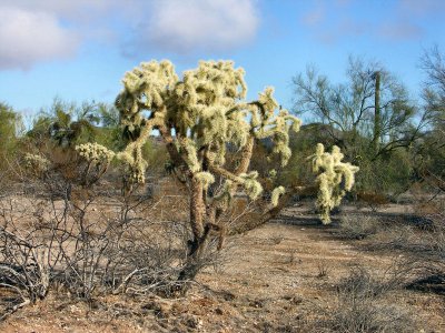 Chainfruit Cholla  pw.jpg