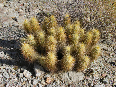 Hedgehog Cactus  pw.jpg