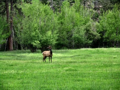 Montana Elk TW pic 0117.jpg