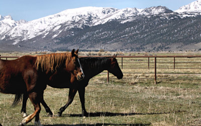 Ranch in Bridgeport, Calif