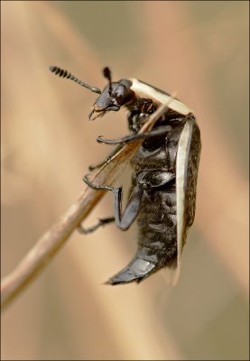 silphe d'Amrique / American Carrion Beetle / Necrophila americana