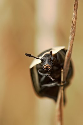 silphe dAmrique / American Carrion Beetle / Necrophila americana