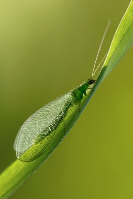 chrysope / Lacewing