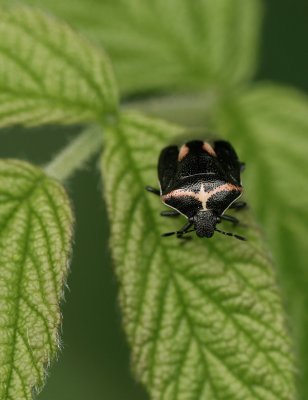 punaise bimacule / Wee Harlequin Bug / Cosmopepla bimaculata Thos.