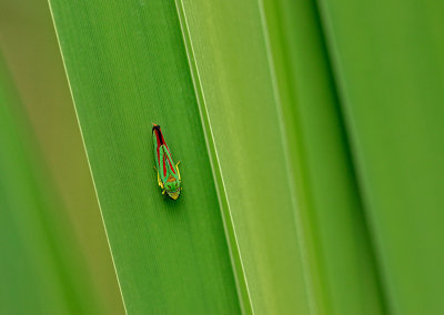ciccadelle / leafhopper (Graphocephala - Merci  Christopher Majka)