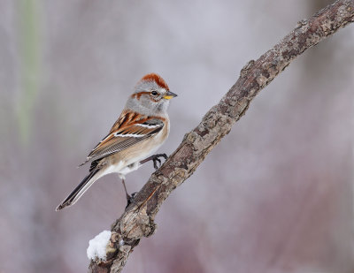 bruant hudsonien / American Tree Sparrow