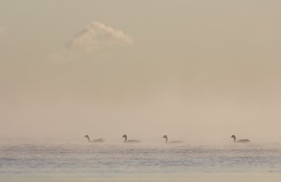 bernaches du Canada dans la brume / Canada Geese in fog